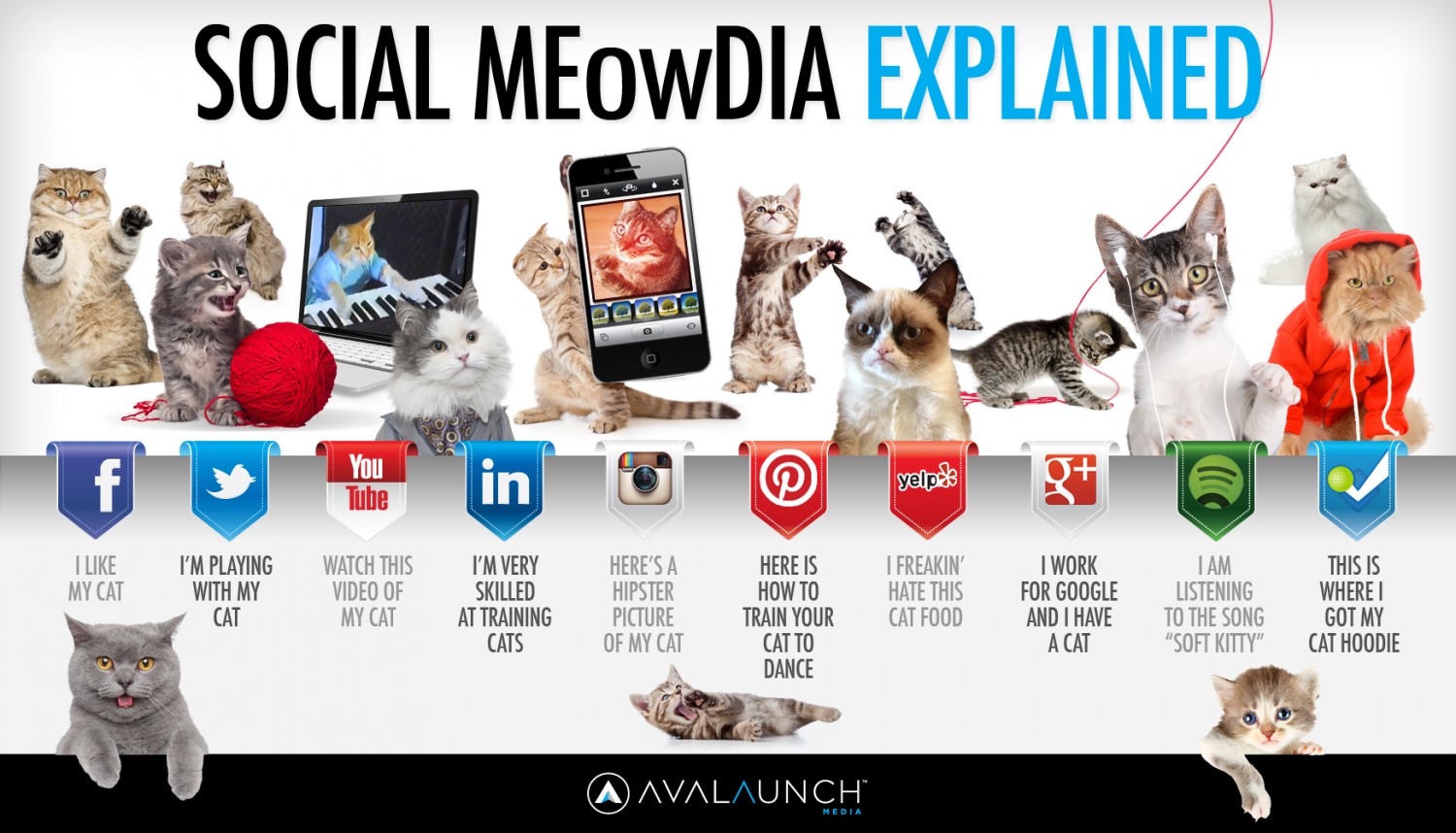 The Power of Cats and Digital Marketing