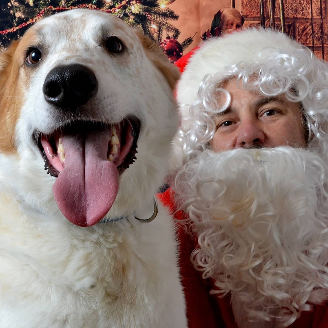 Dog photos with Santa
